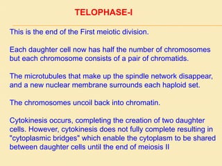 TELOPHASE-I
This is the end of the First meiotic division.
Each daughter cell now has half the number of chromosomes
but each chromosome consists of a pair of chromatids.
The microtubules that make up the spindle network disappear,
and a new nuclear membrane surrounds each haploid set.
The chromosomes uncoil back into chromatin.
Cytokinesis occurs, completing the creation of two daughter
cells. However, cytokinesis does not fully complete resulting in
"cytoplasmic bridges" which enable the cytoplasm to be shared
between daughter cells until the end of meiosis II
 