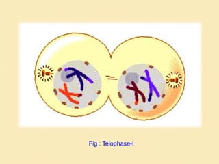Fig : Telophase-I
 