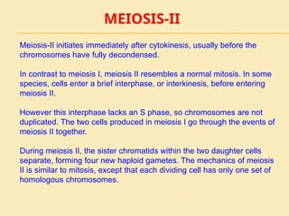 MEIOSIS-II
Meiosis-II initiates immediately after cytokinesis, usually before the
chromosomes have fully decondensed.
In contrast to meiosis I, meiosis II resembles a normal mitosis. In some
species, cells enter a brief interphase, or interkinesis, before entering
meiosis II.
However this interphase lacks an S phase, so chromosomes are not
duplicated. The two cells produced in meiosis I go through the events of
meiosis II together.
During meiosis II, the sister chromatids within the two daughter cells
separate, forming four new haploid gametes. The mechanics of meiosis
II is similar to mitosis, except that each dividing cell has only one set of
homologous chromosomes.
 