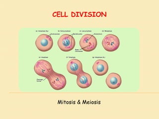 CELL DIVISION
Mitosis & Meiosis
 