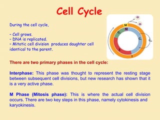 Cell Cycle
During the cell cycle,
– Cell grows.
– DNA is replicated.
– Mitotic cell division produces daughter cell
identical to the parent.
There are two primary phases in the cell cycle:
Interphase: This phase was thought to represent the resting stage
between subsequent cell divisions, but new research has shown that it
is a very active phase.
M Phase (Mitosis phase): This is where the actual cell division
occurs. There are two key steps in this phase, namely cytokinesis and
karyokinesis.
 