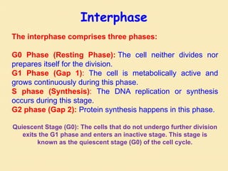 The interphase comprises three phases:
G0 Phase (Resting Phase): The cell neither divides nor
prepares itself for the division.
G1 Phase (Gap 1): The cell is metabolically active and
grows continuously during this phase.
S phase (Synthesis): The DNA replication or synthesis
occurs during this stage.
G2 phase (Gap 2): Protein synthesis happens in this phase.
Quiescent Stage (G0): The cells that do not undergo further division
exits the G1 phase and enters an inactive stage. This stage is
known as the quiescent stage (G0) of the cell cycle.
Interphase
 