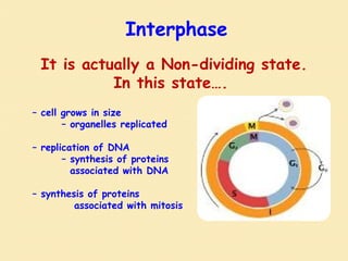 Interphase
It is actually a Non-dividing state.
In this state….
– cell grows in size
– organelles replicated
– replication of DNA
– synthesis of proteins
associated with DNA
– synthesis of proteins
associated with mitosis
 