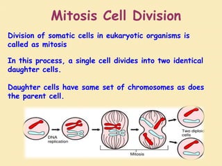 Division of somatic cells in eukaryotic organisms is
called as mitosis
In this process, a single cell divides into two identical
daughter cells.
Daughter cells have same set of chromosomes as does
the parent cell.
Mitosis Cell Division
 