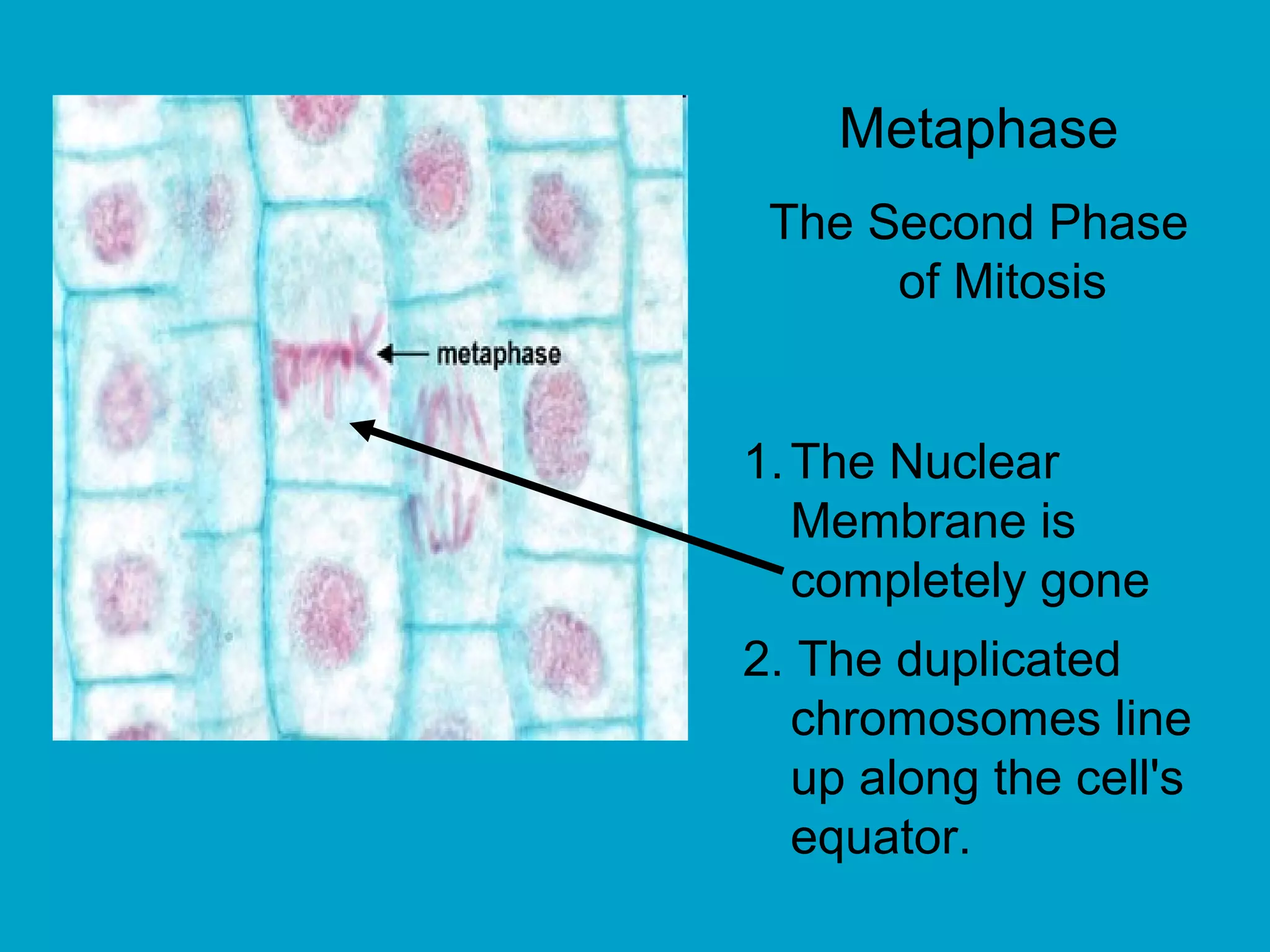 Metaphase
 The Second Phase
      of Mitosis


1. The Nuclear
   Membrane is
   completely gone
2. The duplicated
  chromosomes line
  up along the cell's
  equator.
 