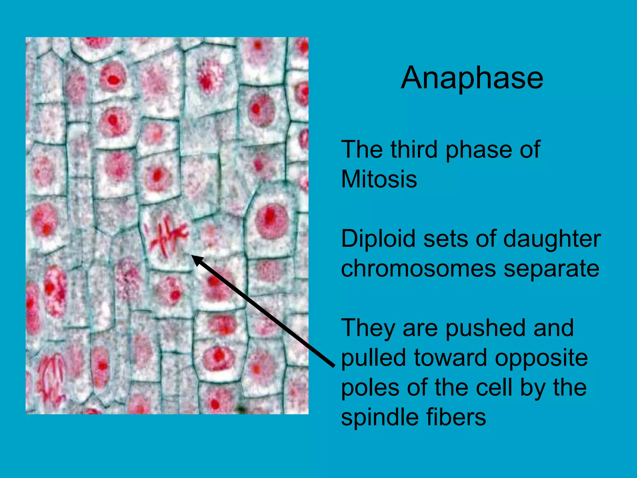 Anaphase

The third phase of
Mitosis

Diploid sets of daughter
chromosomes separate

They are pushed and
pulled toward opposite
poles of the cell by the
spindle fibers
 