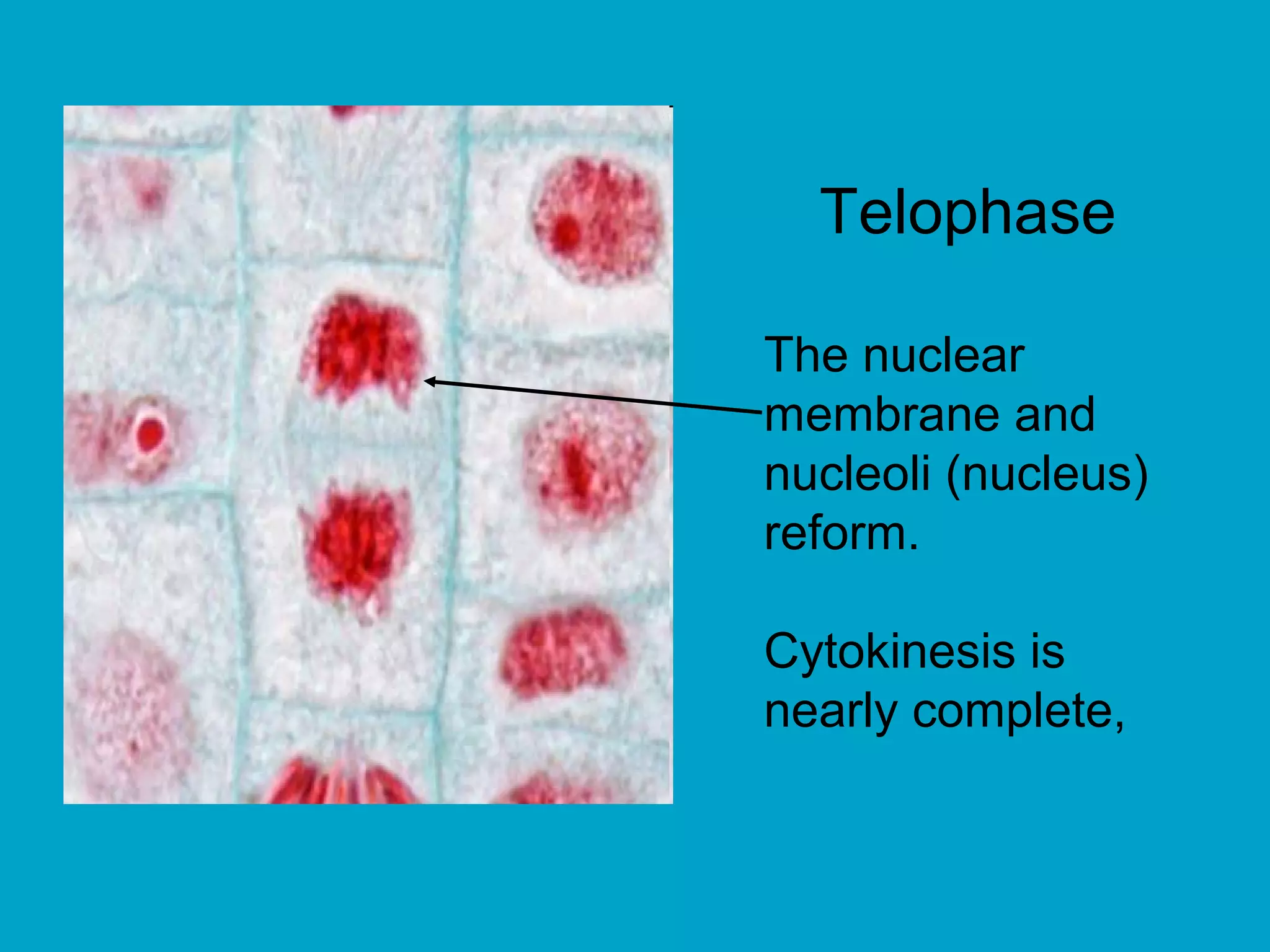 Telophase

The nuclear
membrane and
nucleoli (nucleus)
reform.

Cytokinesis is
nearly complete,
 