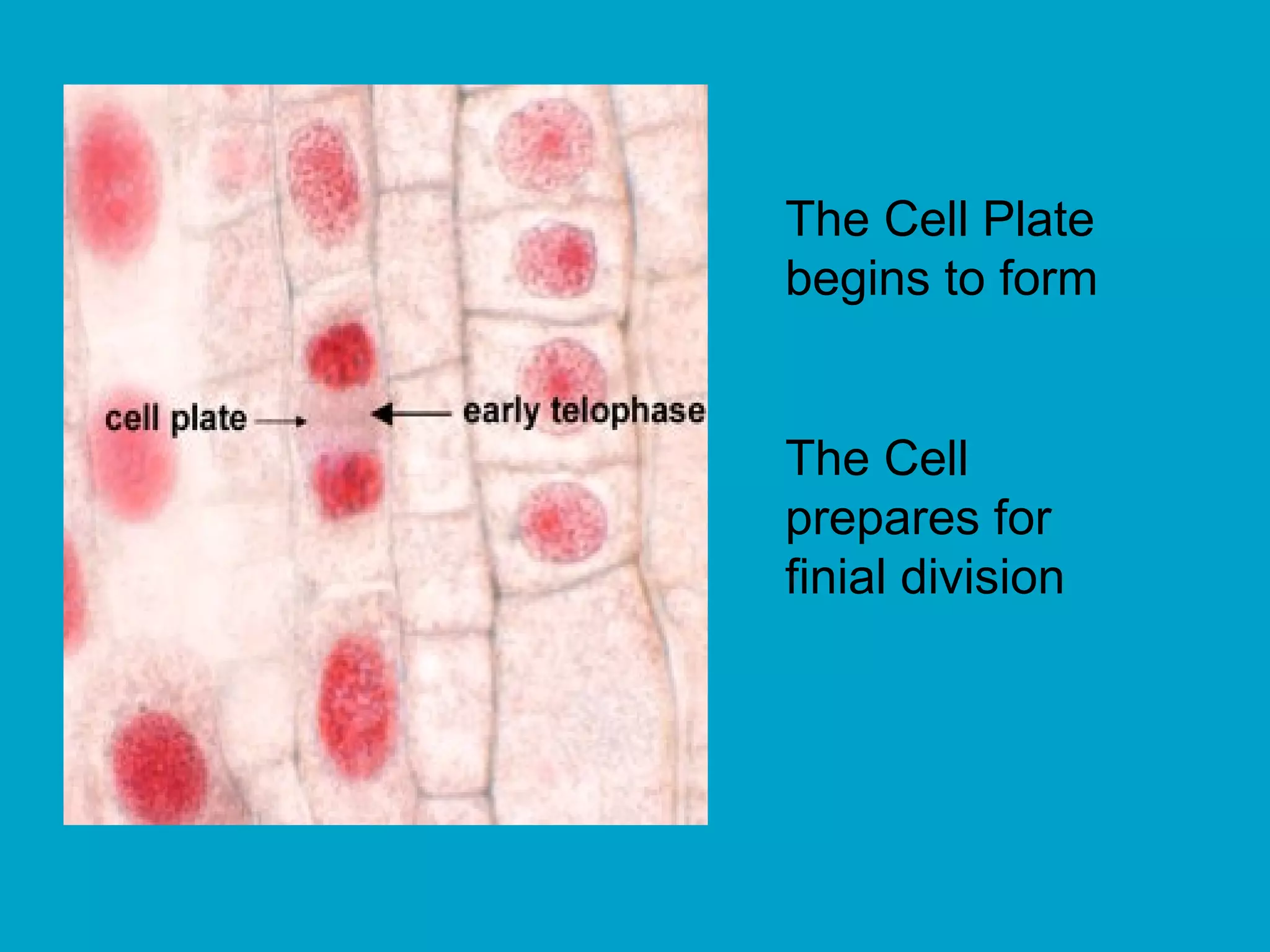 The Cell Plate
begins to form


The Cell
prepares for
finial division
 