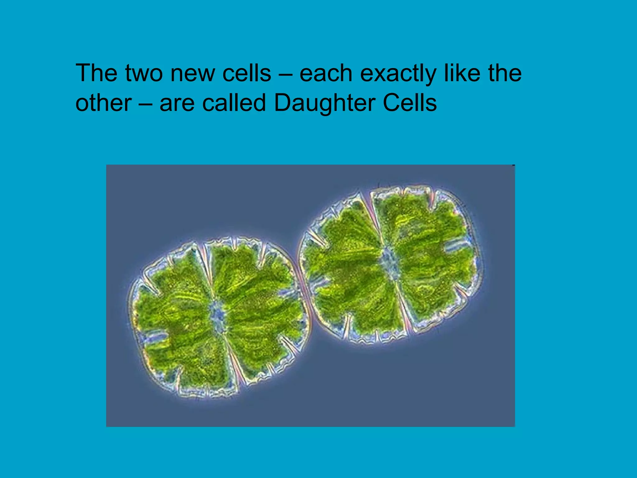 The two new cells – each exactly like the
other – are called Daughter Cells
 