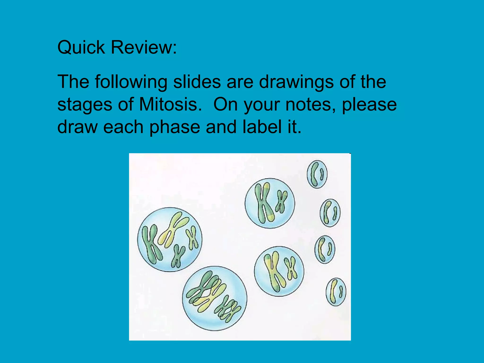Quick Review:
The following slides are drawings of the
stages of Mitosis. On your notes, please
draw each phase and label it.
 