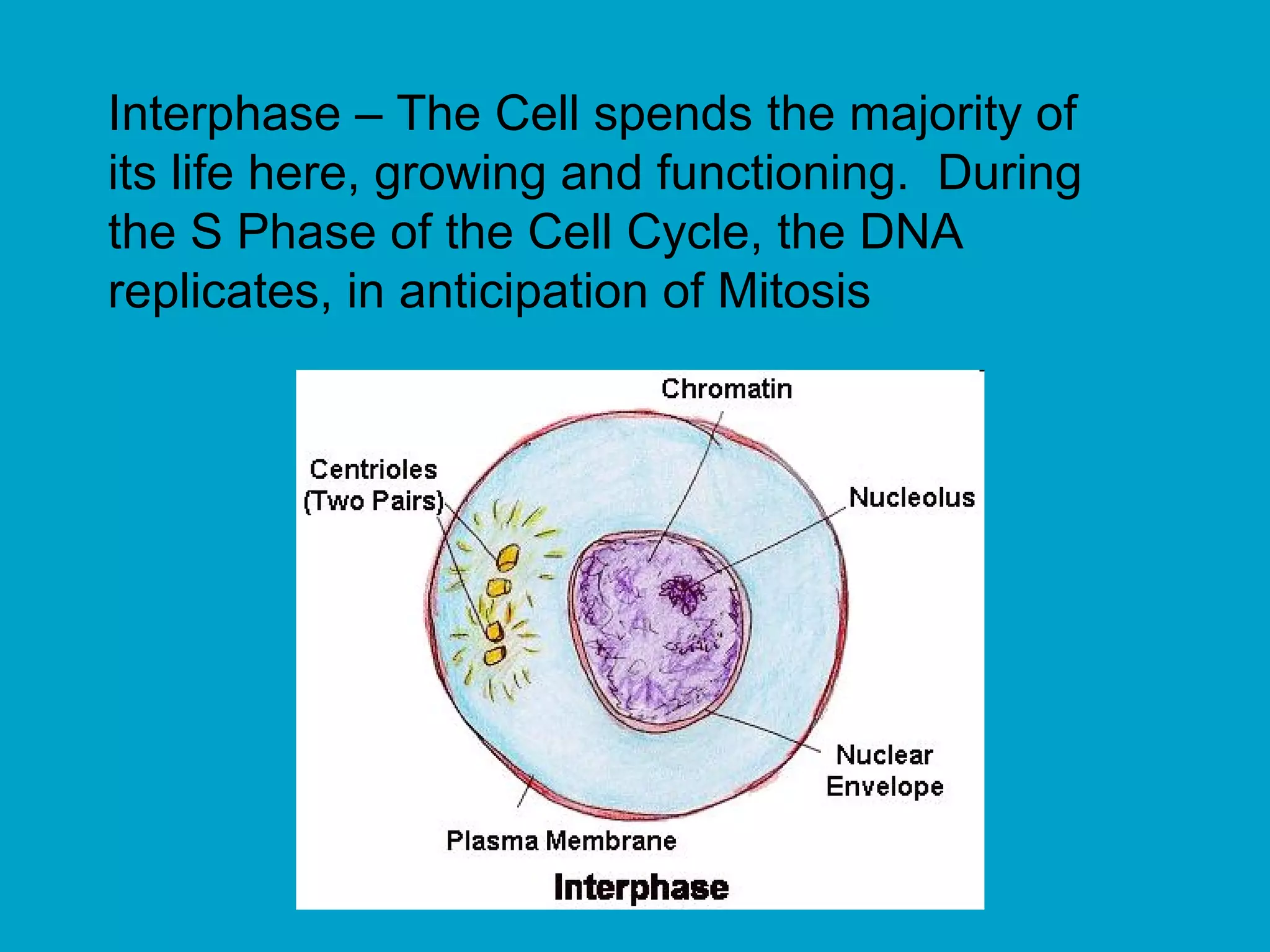 Interphase – The Cell spends the majority of
its life here, growing and functioning. During
the S Phase of the Cell Cycle, the DNA
replicates, in anticipation of Mitosis
 
