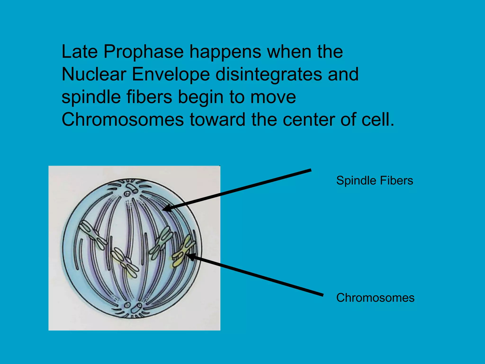 Late Prophase happens when the
Nuclear Envelope disintegrates and
spindle fibers begin to move
Chromosomes toward the center of cell.


                               Spindle Fibers




                               Chromosomes
 
