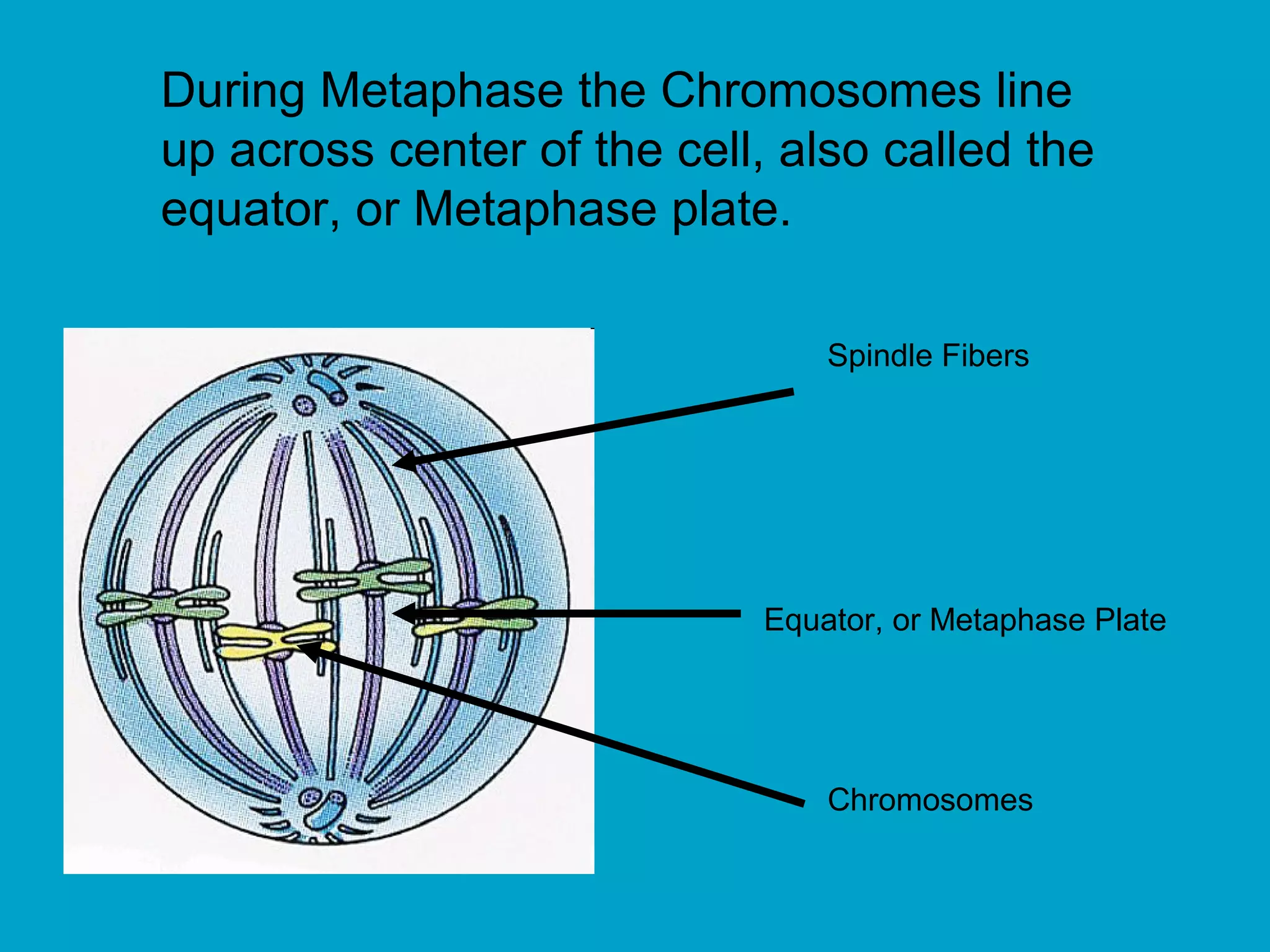 During Metaphase the Chromosomes line
up across center of the cell, also called the
equator, or Metaphase plate.

                                 Spindle Fibers




                             Equator, or Metaphase Plate




                                 Chromosomes
 