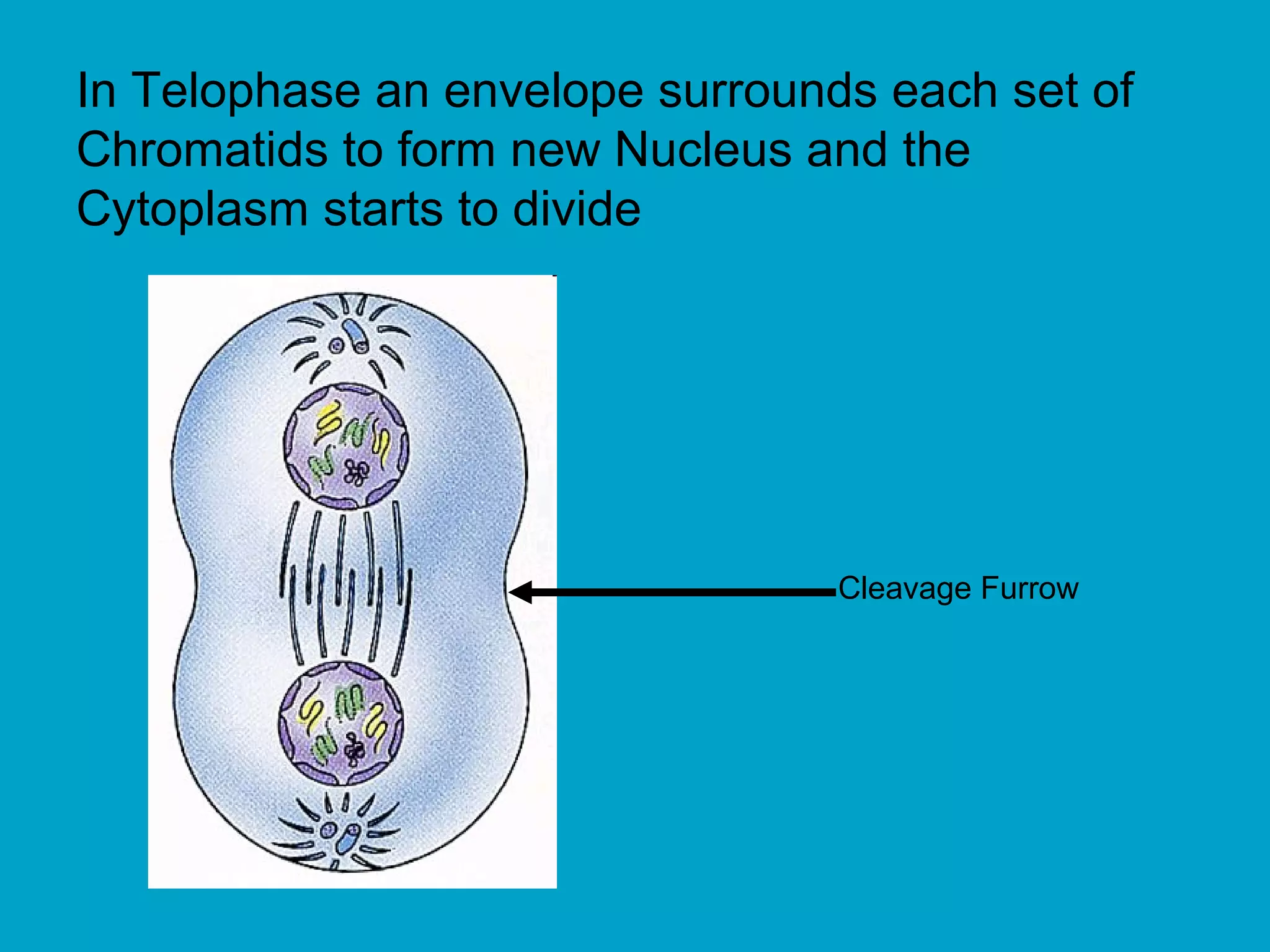 In Telophase an envelope surrounds each set of
Chromatids to form new Nucleus and the
Cytoplasm starts to divide




                                 Cleavage Furrow
 