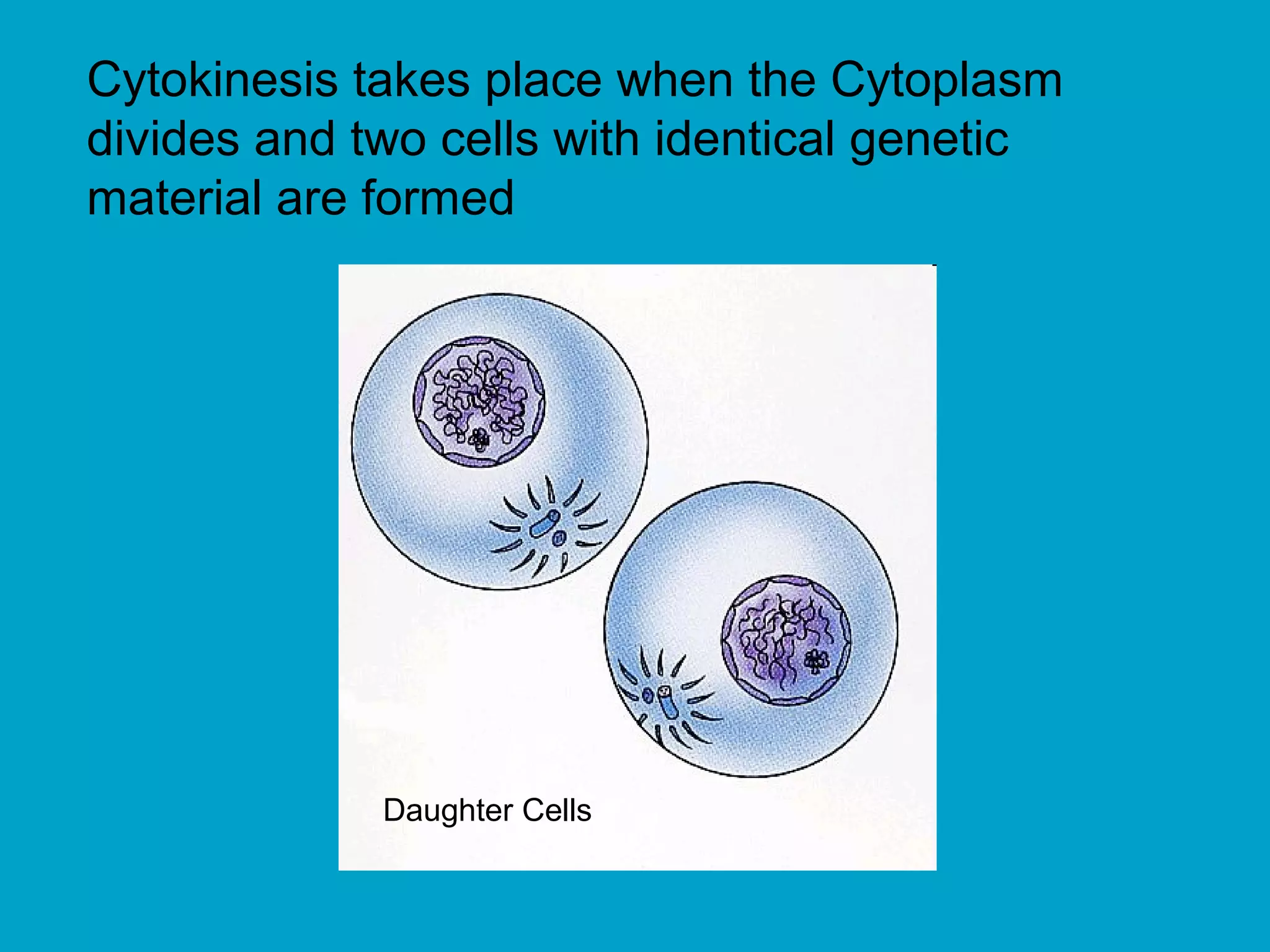 Cytokinesis takes place when the Cytoplasm
divides and two cells with identical genetic
material are formed




             Daughter Cells
 