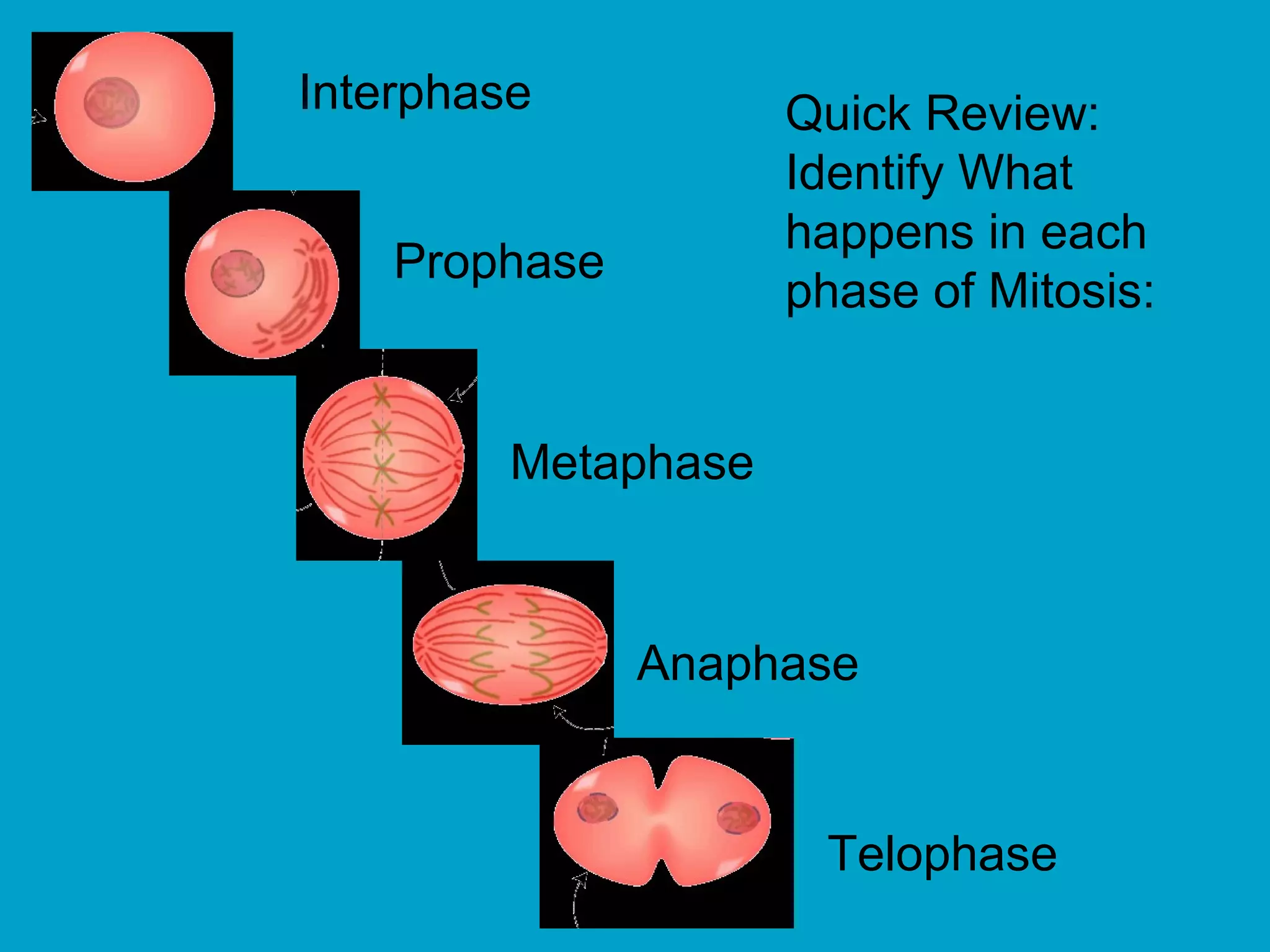 Interphase           Quick Review:
                     Identify What
                     happens in each
    Prophase
                     phase of Mitosis:


         Metaphase



               Anaphase


                      Telophase
 