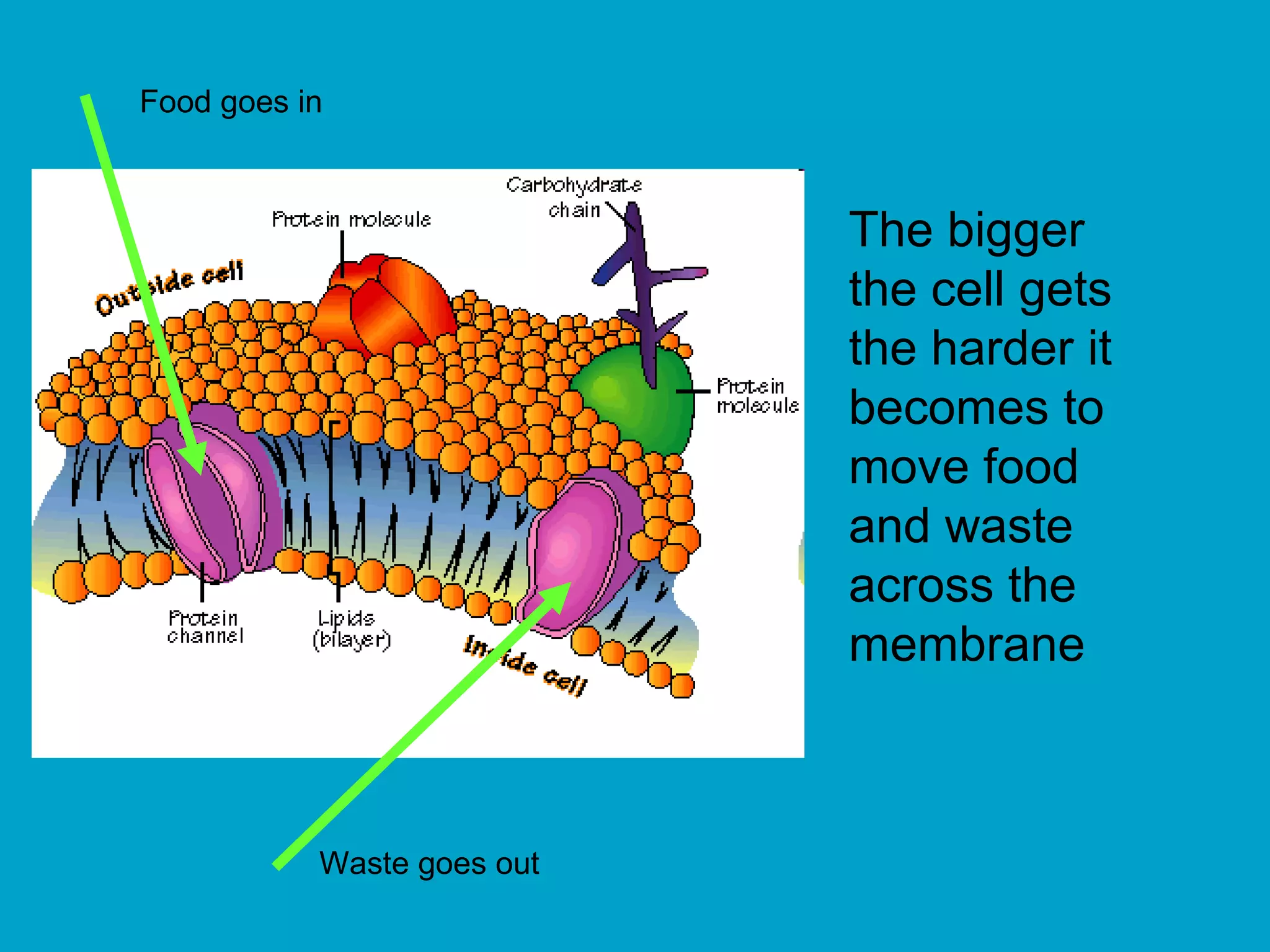 Food goes in



                            The bigger
                            the cell gets
                            the harder it
                            becomes to
                            move food
                            and waste
                            across the
                            membrane



           Waste goes out
 