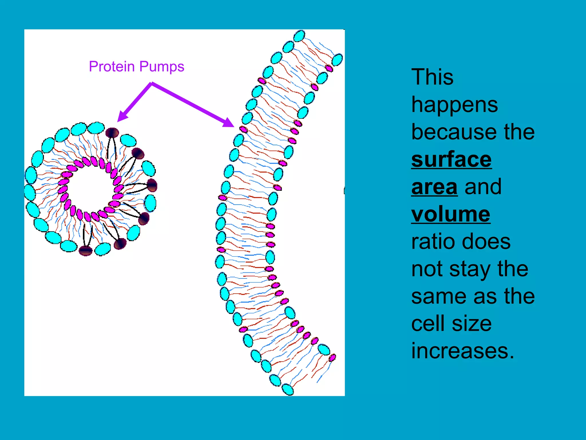Protein Pumps
                This
                happens
                because the
                surface
                area and
                volume
                ratio does
                not stay the
                same as the
                cell size
                increases.
 