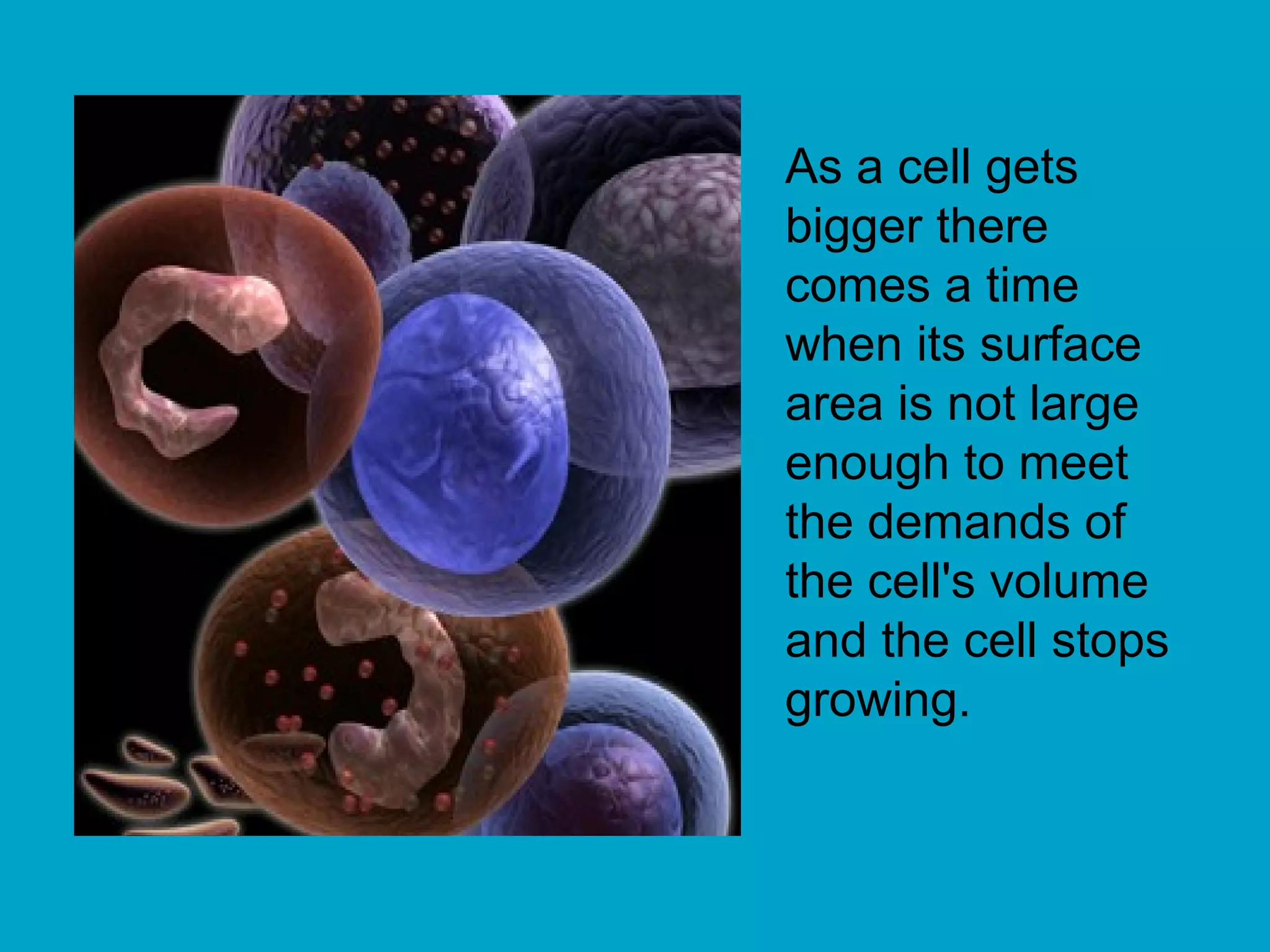 As a cell gets
bigger there
comes a time
when its surface
area is not large
enough to meet
the demands of
the cell's volume
and the cell stops
growing.
 