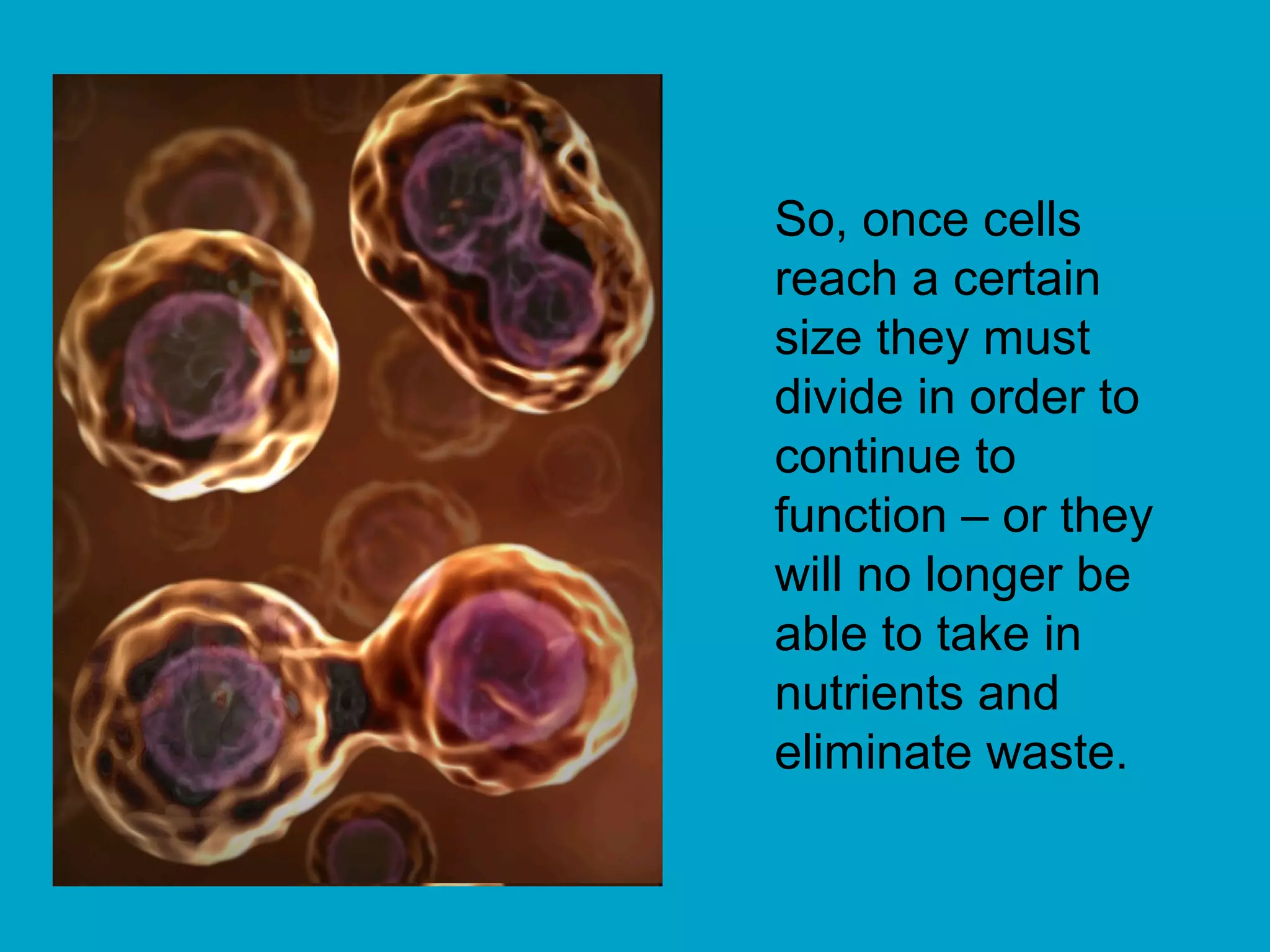 So, once cells
reach a certain
size they must
divide in order to
continue to
function – or they
will no longer be
able to take in
nutrients and
eliminate waste.
 