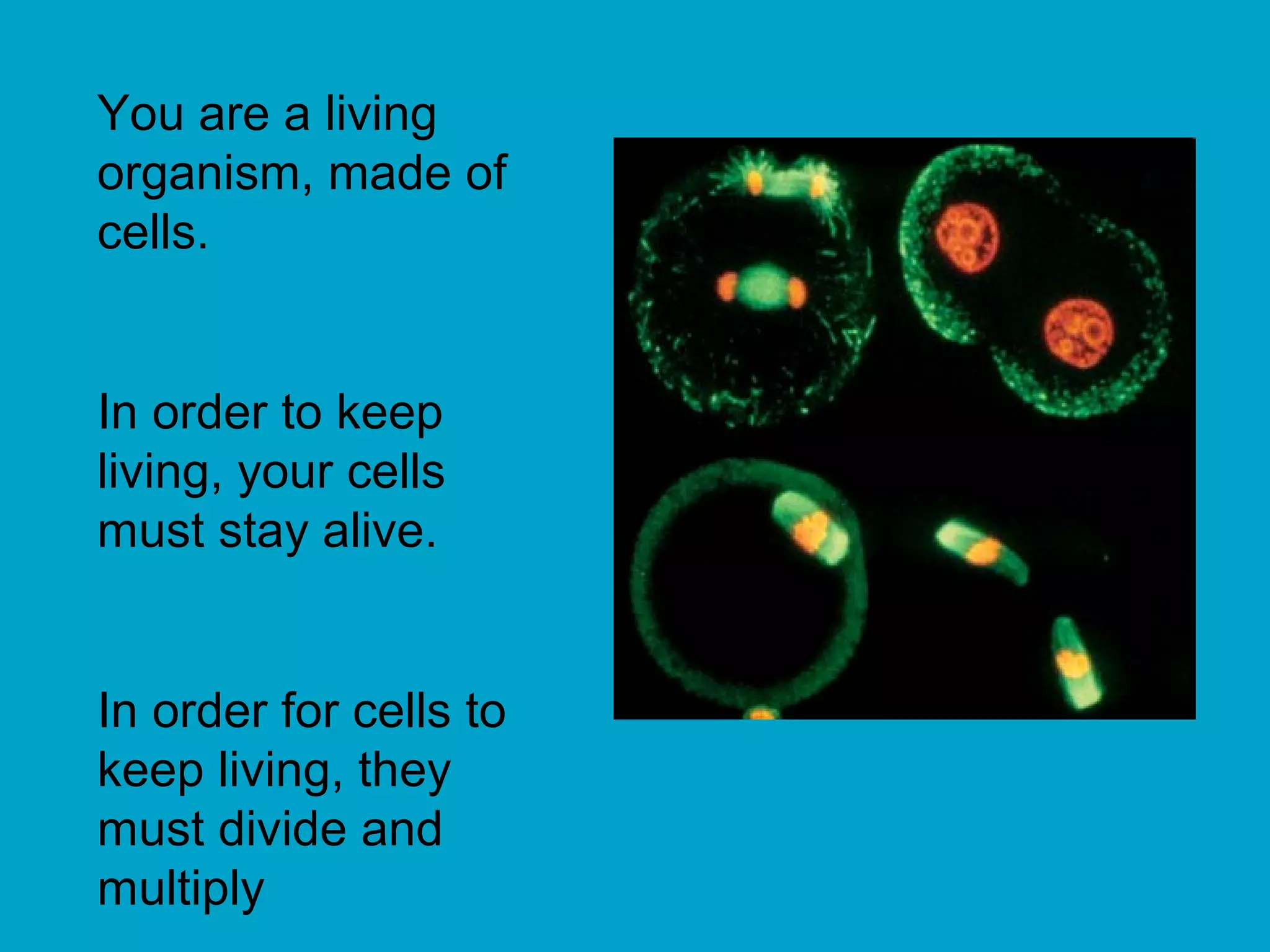 You are a living
organism, made of
cells.


In order to keep
living, your cells
must stay alive.


In order for cells to
keep living, they
must divide and
multiply
 