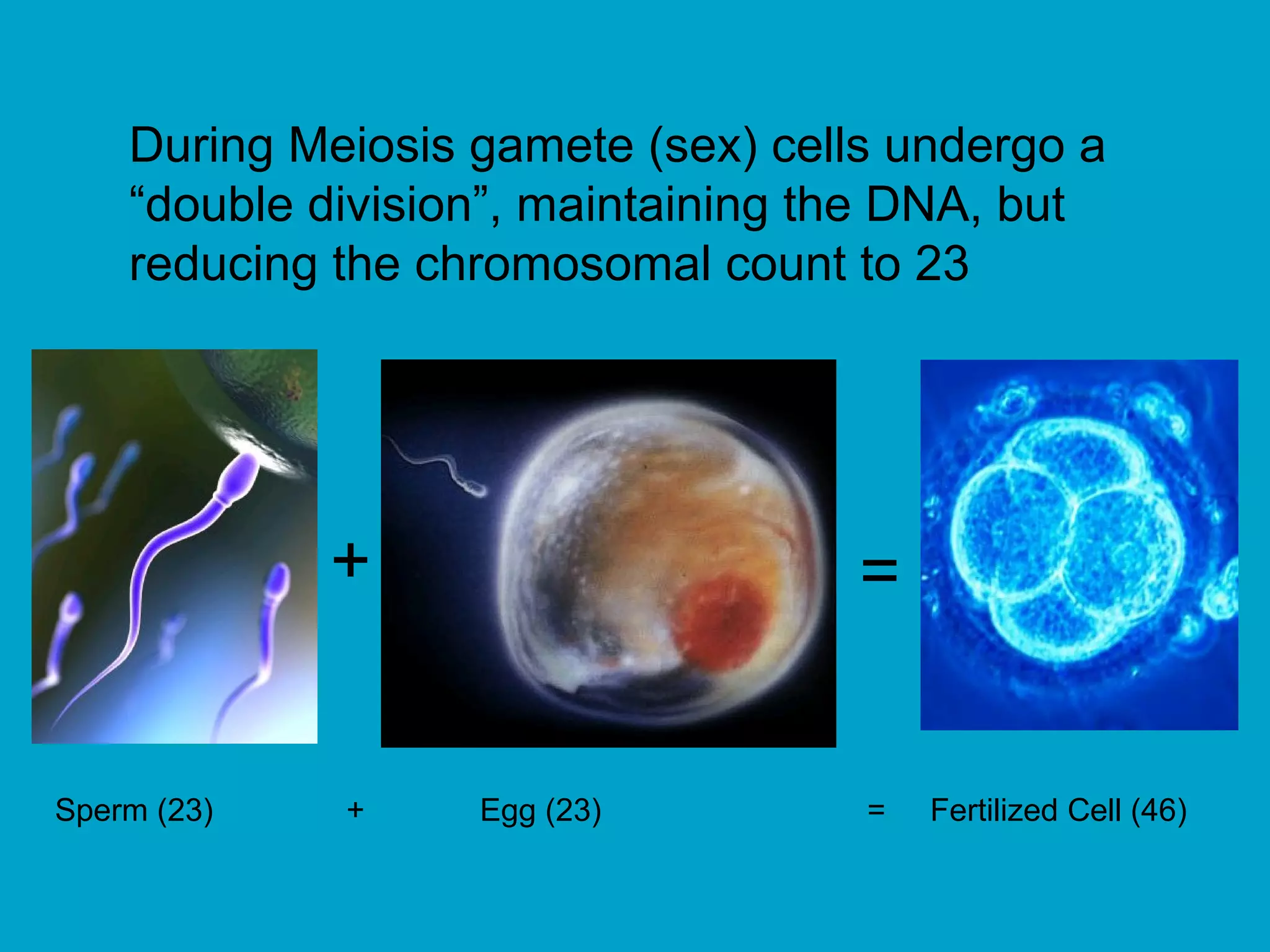 During Meiosis gamete (sex) cells undergo a
    “double division”, maintaining the DNA, but
    reducing the chromosomal count to 23




             +                      =


Sperm (23)   +     Egg (23)         =   Fertilized Cell (46)
 