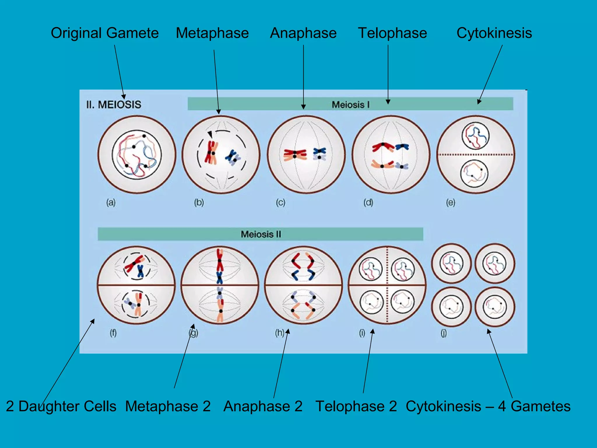 Original Gamete   Metaphase   Anaphase   Telophase    Cytokinesis




2 Daughter Cells Metaphase 2 Anaphase 2 Telophase 2 Cytokinesis – 4 Gametes
 