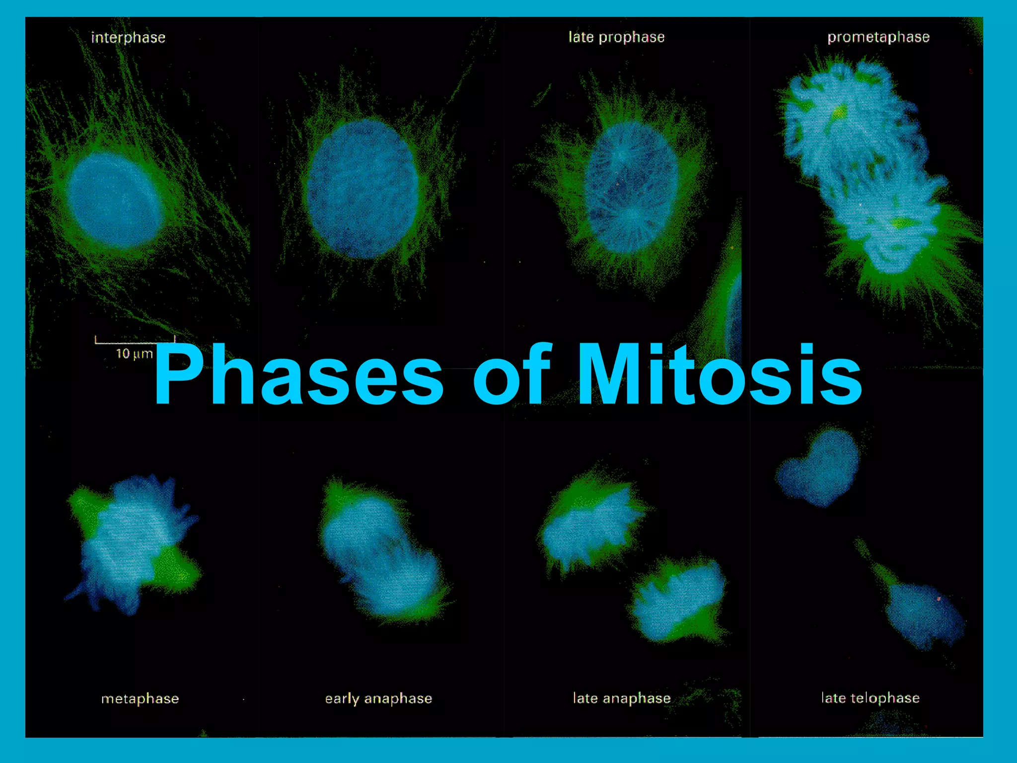 Phases of Mitosis
 