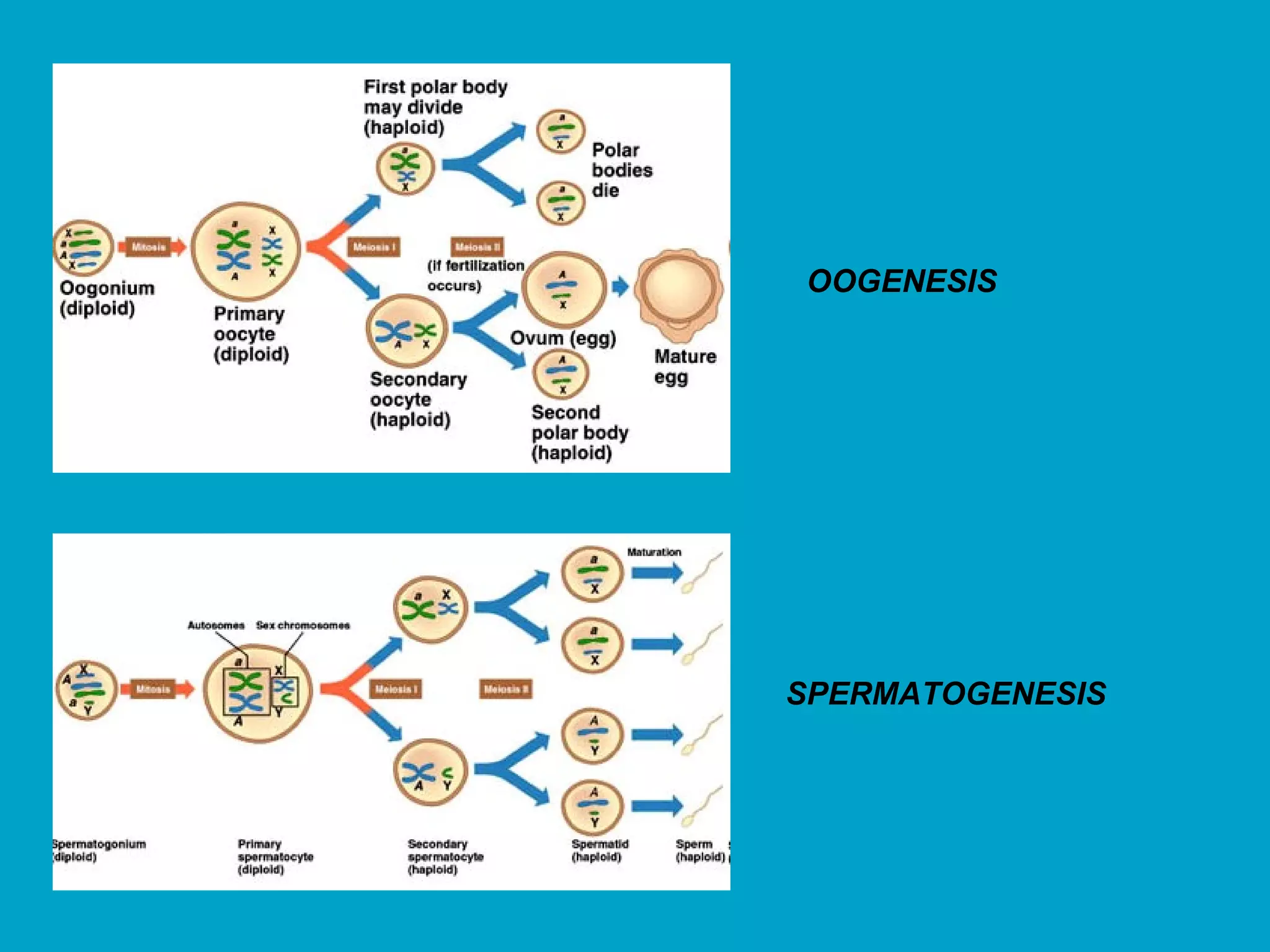 OOGENESIS




SPERMATOGENESIS
 