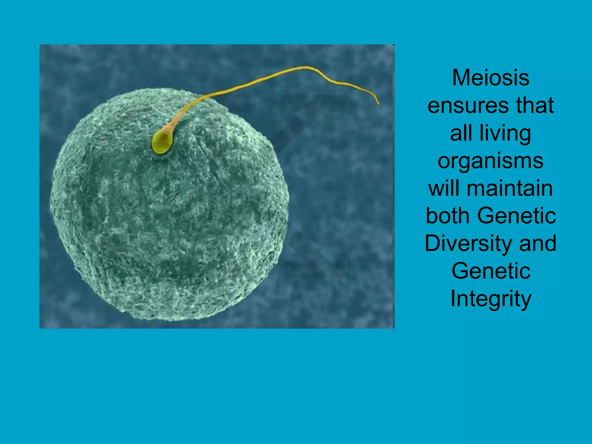 Meiosis
ensures that
  all living
 organisms
will maintain
both Genetic
Diversity and
  Genetic
  Integrity
 