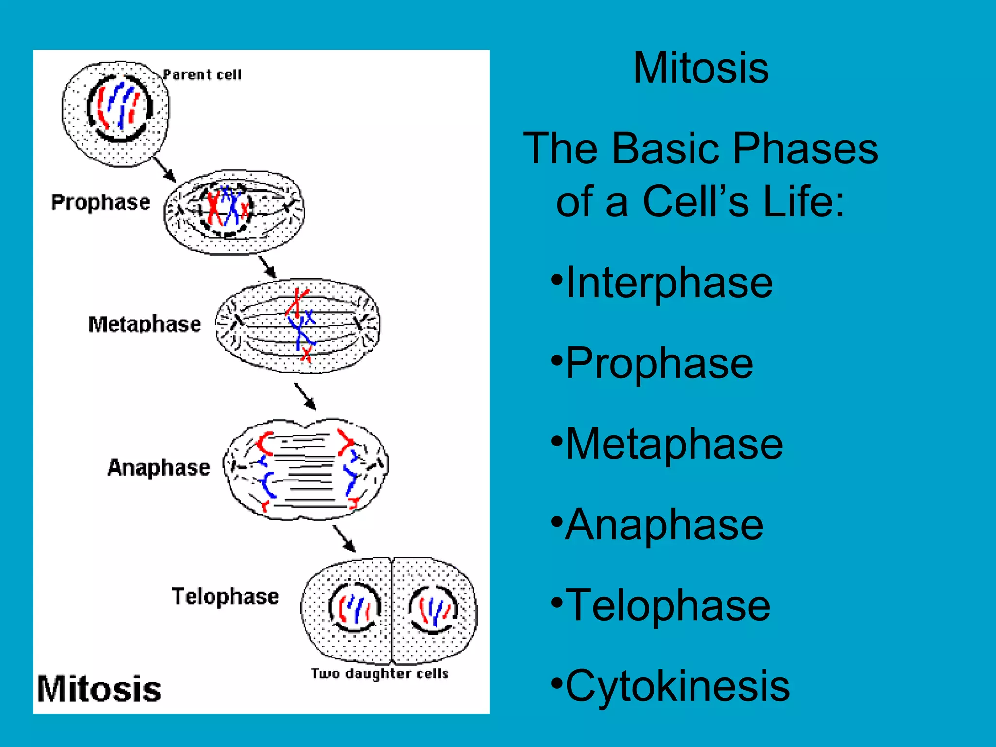 Mitosis
The Basic Phases
 of a Cell’s Life:
 •Interphase
 •Prophase
 •Metaphase
 •Anaphase
 •Telophase
 •Cytokinesis
 