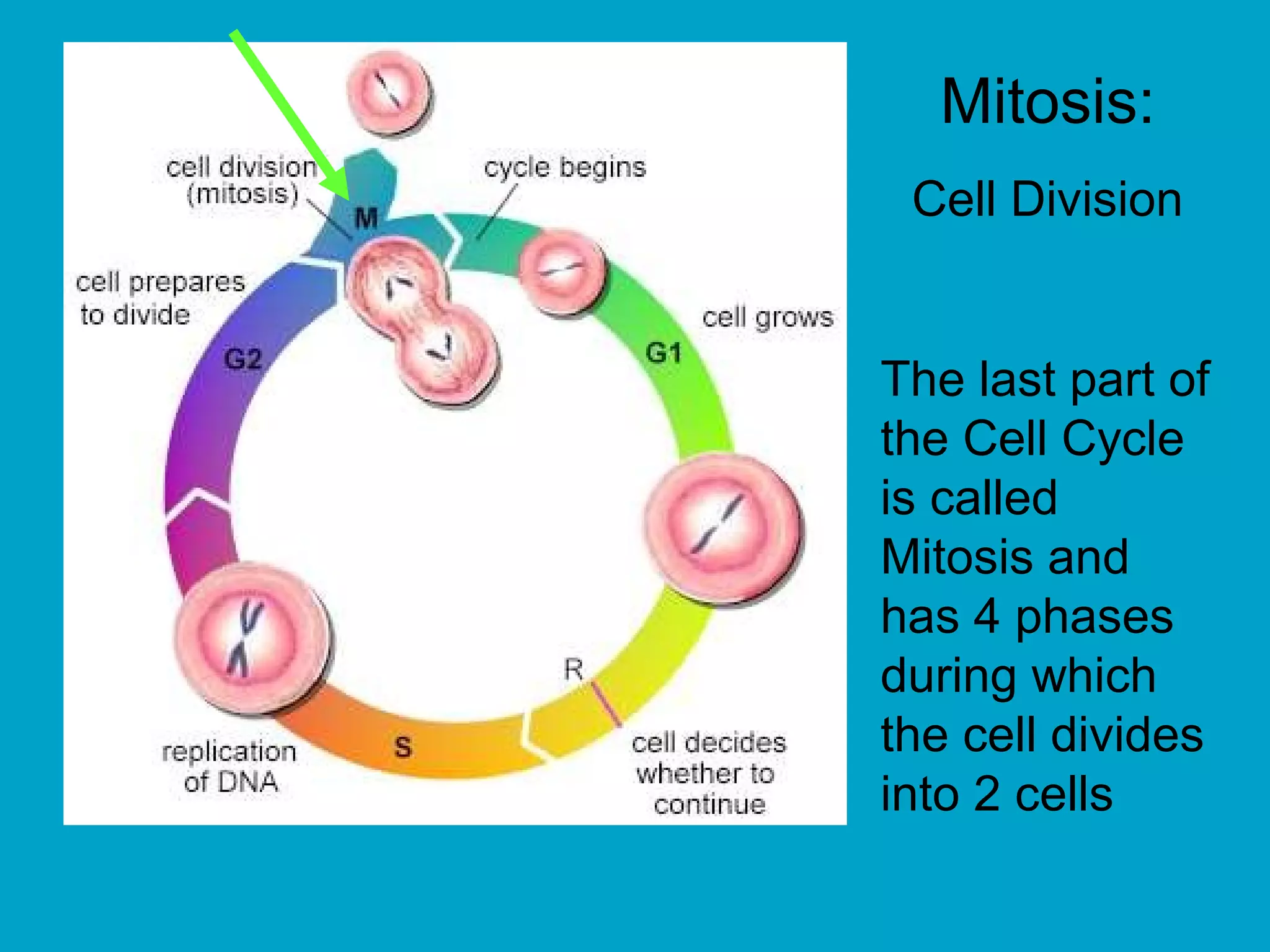 Mitosis:
 Cell Division


The last part of
the Cell Cycle
is called
Mitosis and
has 4 phases
during which
the cell divides
into 2 cells
 