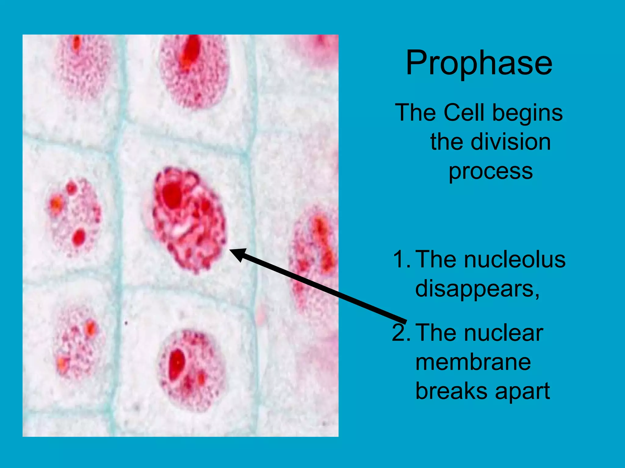 Prophase
The Cell begins
   the division
     process


1. The nucleolus
   disappears,
2. The nuclear
   membrane
   breaks apart
 