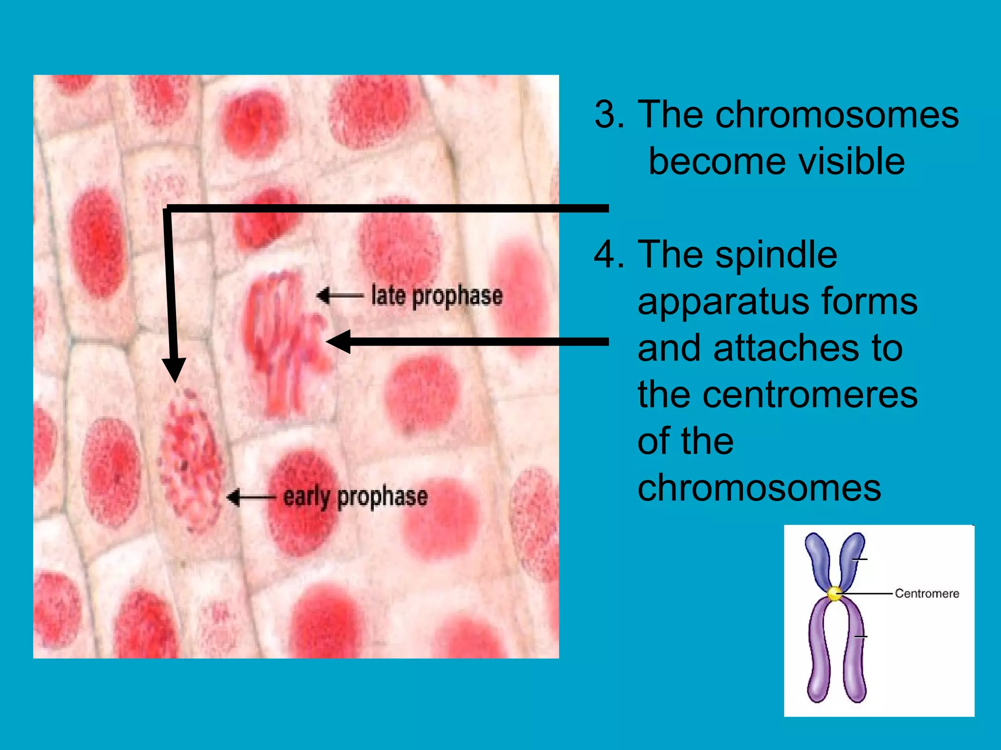 3. The chromosomes
   become visible

4. The spindle
   apparatus forms
   and attaches to
   the centromeres
   of the
   chromosomes
 