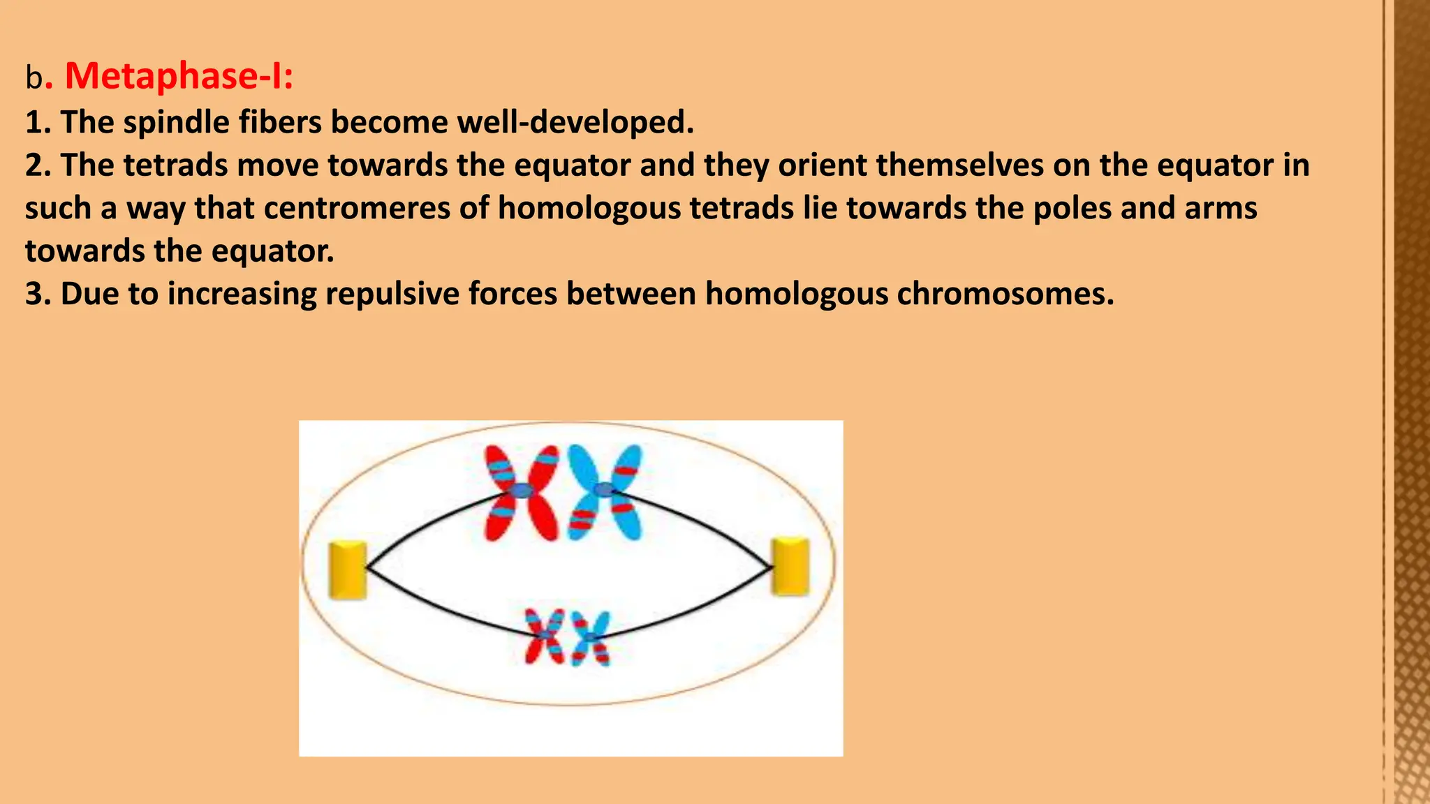 Cell Division--- Meiosis---Tarini..pptx