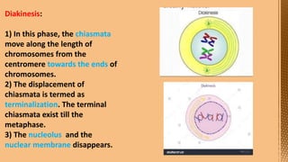 Cell Division--- Meiosis---Tarini..pptx
