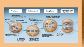 Cell Division--- Meiosis---Tarini..pptx
