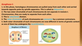 Cell Division--- Meiosis---Tarini..pptx