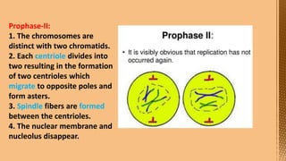 Cell Division--- Meiosis---Tarini..pptx