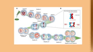 Cell Division--- Meiosis---Tarini..pptx