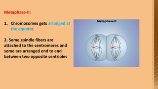 Cell Division--- Meiosis---Tarini..pptx