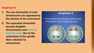 Cell Division--- Meiosis---Tarini..pptx