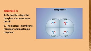 Cell Division--- Meiosis---Tarini..pptx