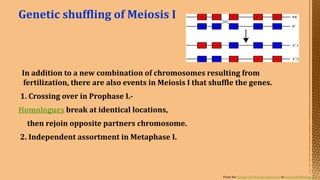 Cell Division--- Meiosis---Tarini..pptx
