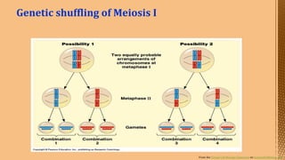 Cell Division--- Meiosis---Tarini..pptx