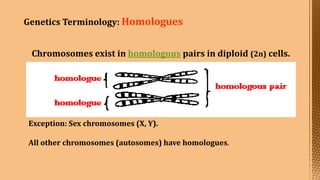 Cell Division--- Meiosis---Tarini..pptx