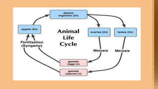 Cell Division--- Meiosis---Tarini..pptx