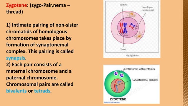 Cell Division--- Meiosis---Tarini..pptx