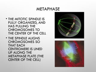 METAPHASE
• THE MITOTIC SPINDLE IS
FULLY ORGANIZED, AND
HAS PULLING THE
CHROMOSOMES TO
THE CENTER OF THE CELL
• THE SPINDLE ALIGNS
CHROMOSOMES SO
THAT EACH
CENTROMERE IS LINED
UP ALONG THE
METAPHASE PLATE (THE
CENTER OF THE CELL)
 