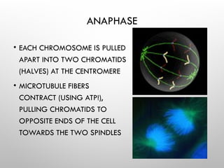 ANAPHASE
• EACH CHROMOSOME IS PULLED
APART INTO TWO CHROMATIDS
(HALVES) AT THE CENTROMERE
• MICROTUBULE FIBERS
CONTRACT (USING ATP!),
PULLING CHROMATIDS TO
OPPOSITE ENDS OF THE CELL
TOWARDS THE TWO SPINDLES
 